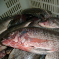 Tilápia preta de peixe redondo inteiro congelado para marketing